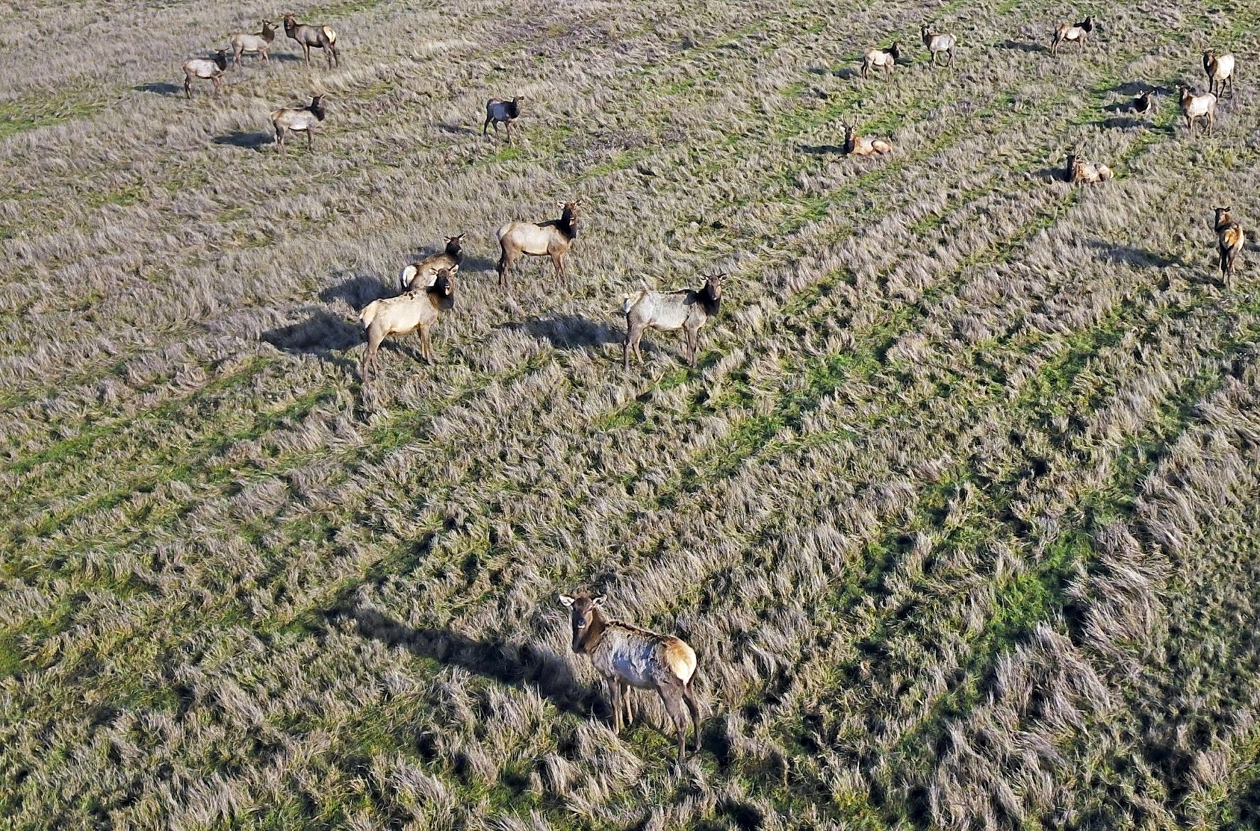 Elk